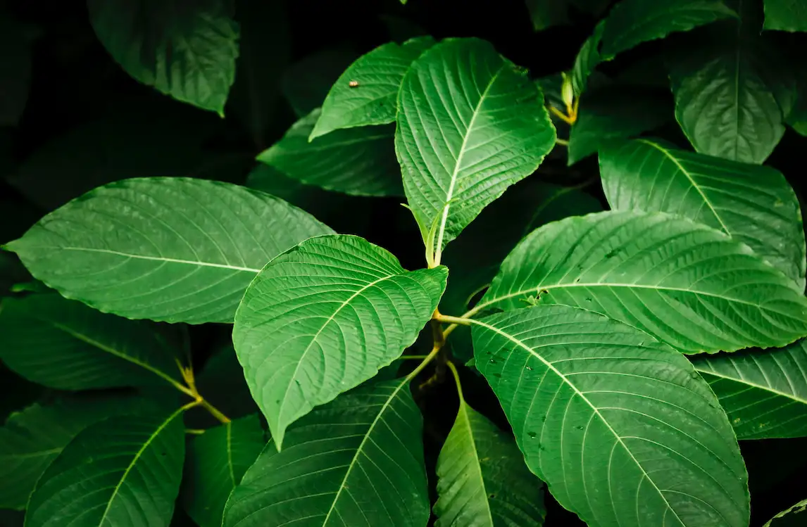 Discover the Magic of Natural Kratom Tea Thailand at Popup CNX