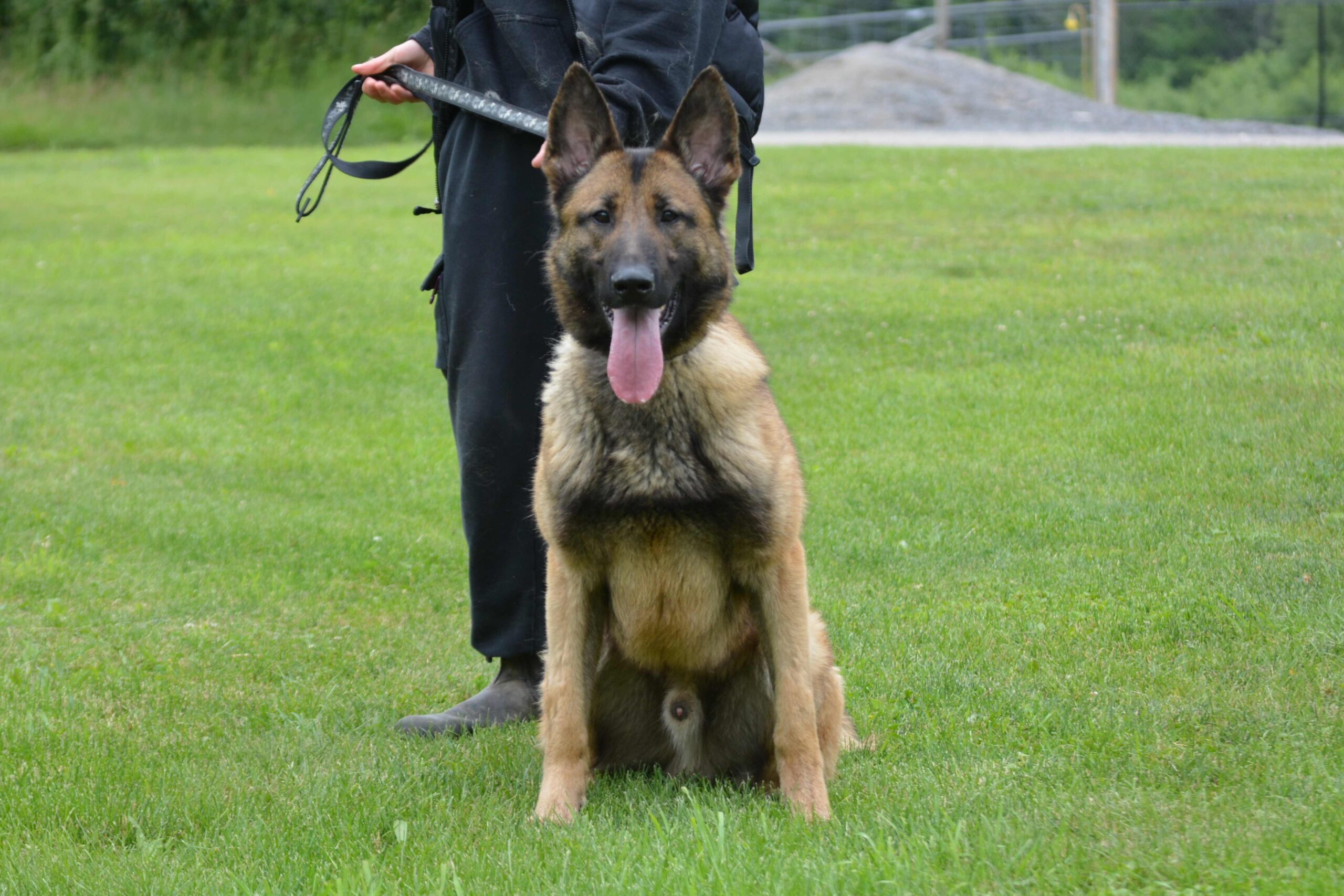 Professional Security Dog Services Gloucester for Maximum Site Security