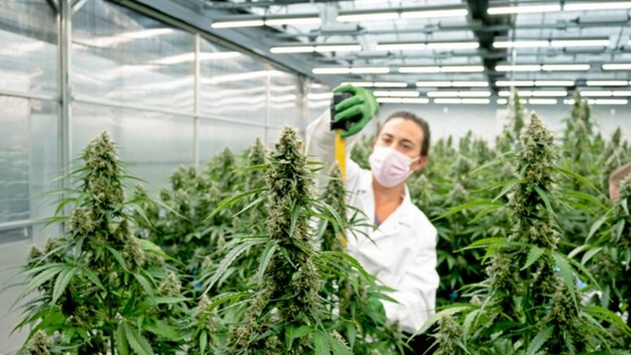 Weed Madrid | Premium Options from Clubs Cannabis Madrid